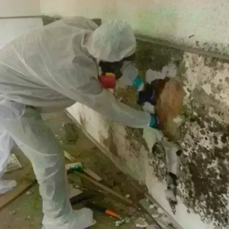 Mold Remediation and Removal in North Middletown, NJ